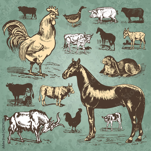 farm animals vintage set (vector)
