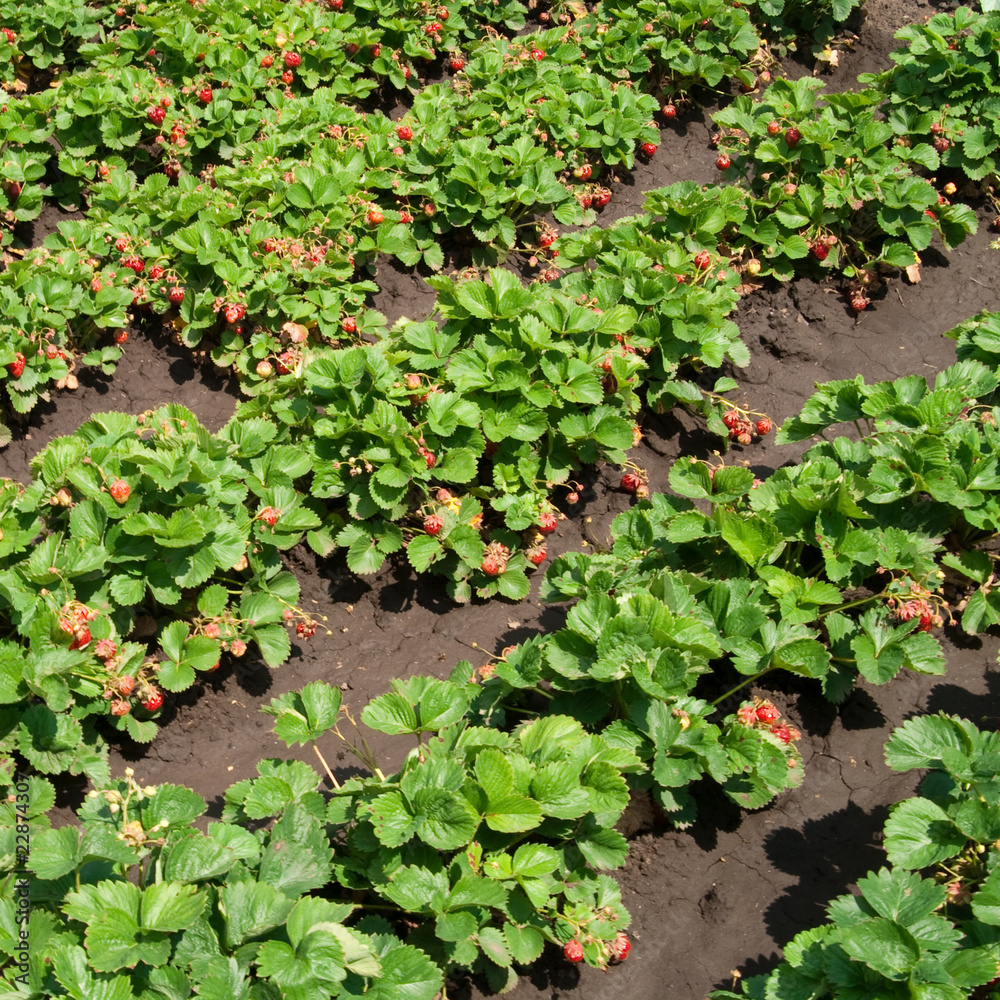 Obraz premium strawberries