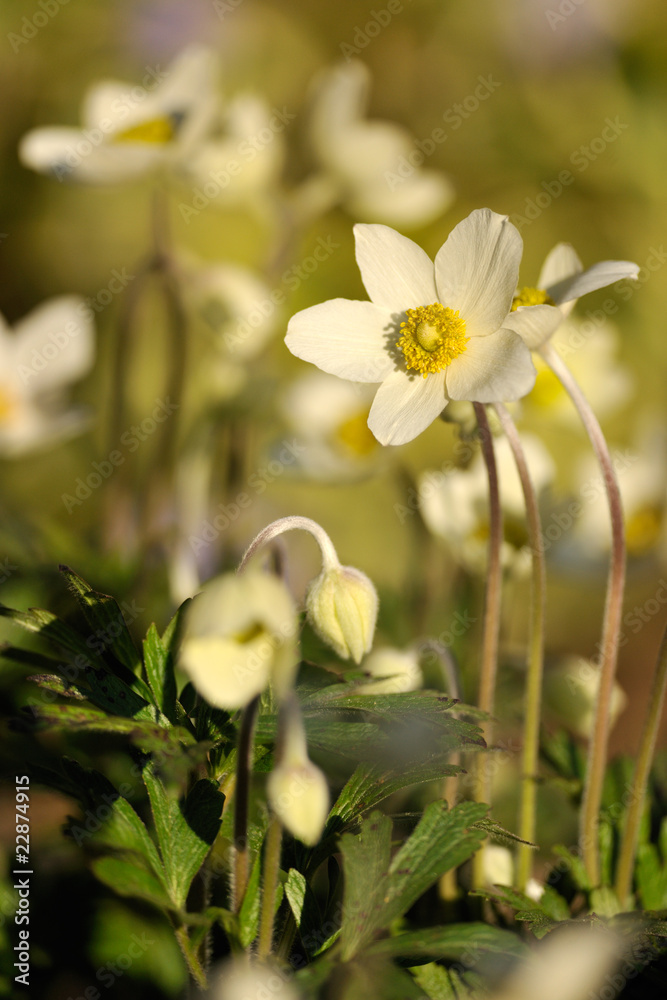 Fototapeta premium White flowers