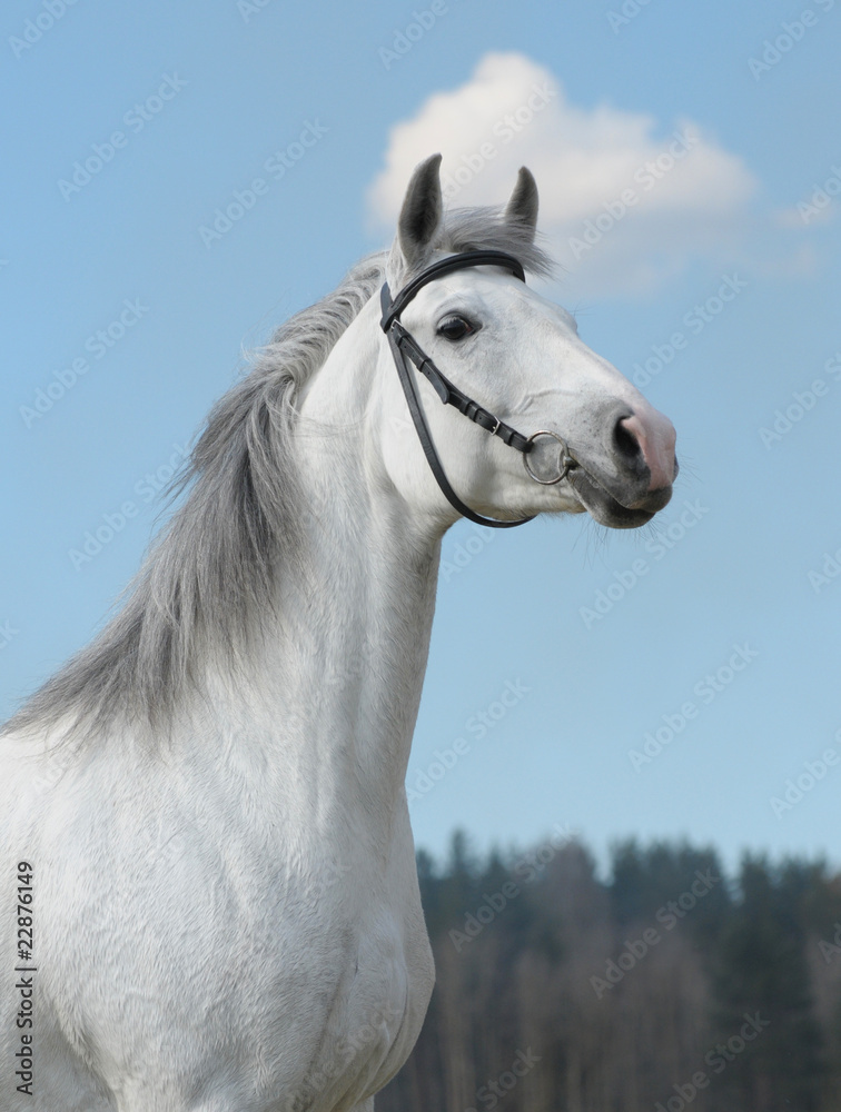 Obraz premium Grey horse, portrait