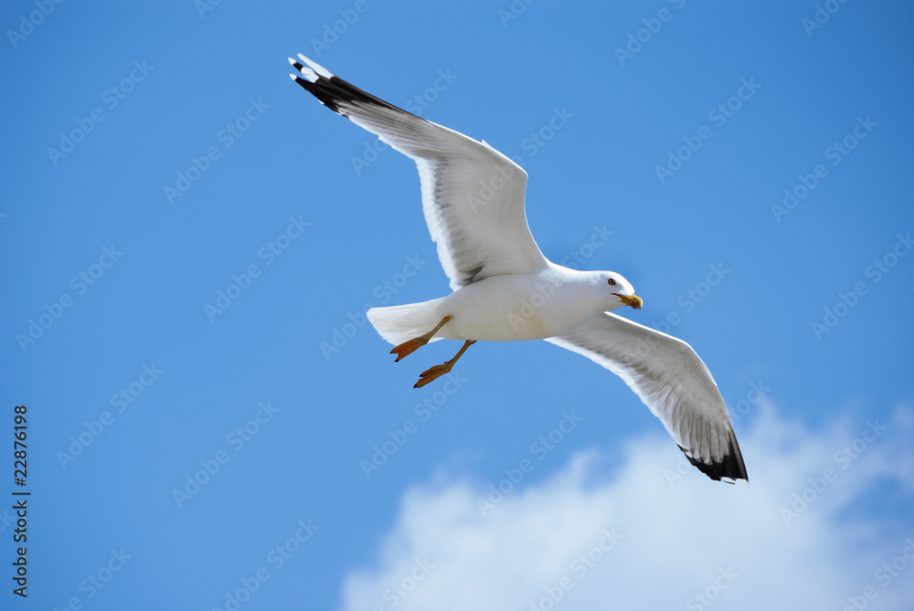bird bird