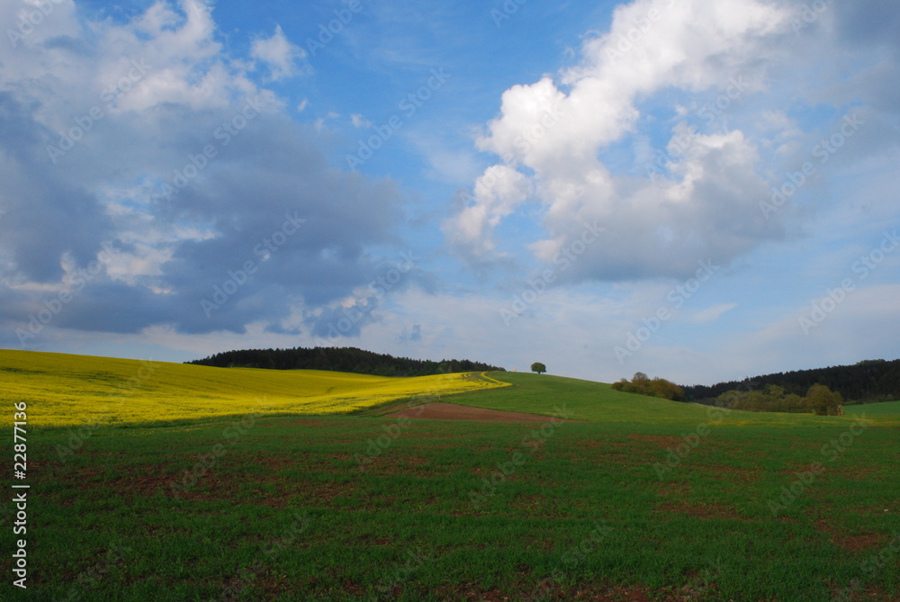 Landschaft  Rapsfeld