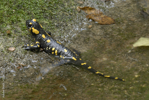 Fire Salamander on creek edge (Salamandra salamandra) .