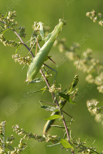 Mantis religiosa male and female insects