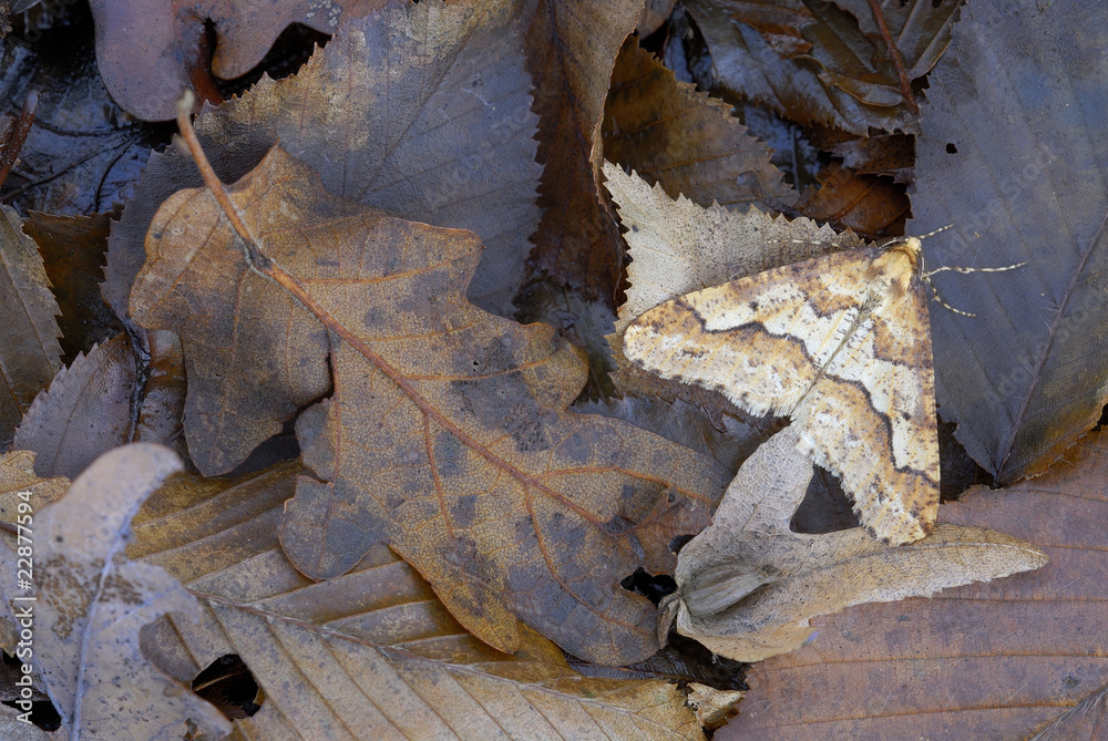 Naklejka premium Mimetic brown striped moth among dead leaves