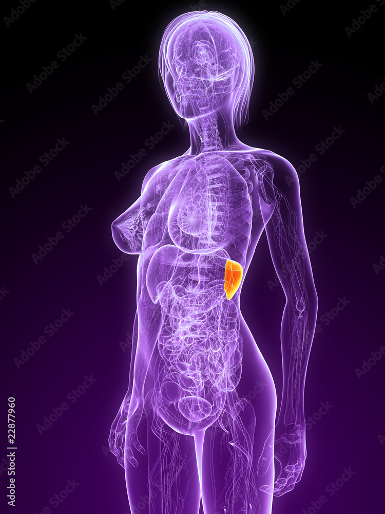 weibliche Anatomie mit markierter Milz weibliche Anatomie mit markierter Milz