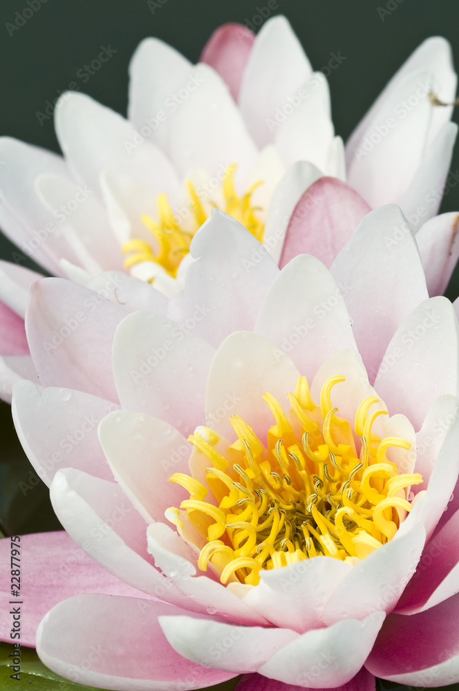 Closeup of white, pink and yellow Watelily flowers Closeup of white, pink and yellow Watelily flowers