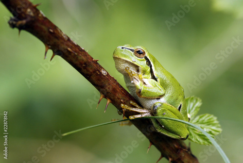 Green tree frog sitting on the twig