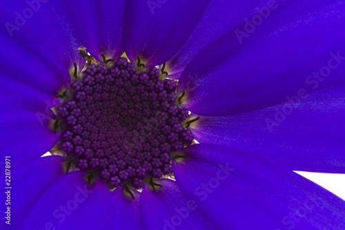 macro of deep blue senetti flower