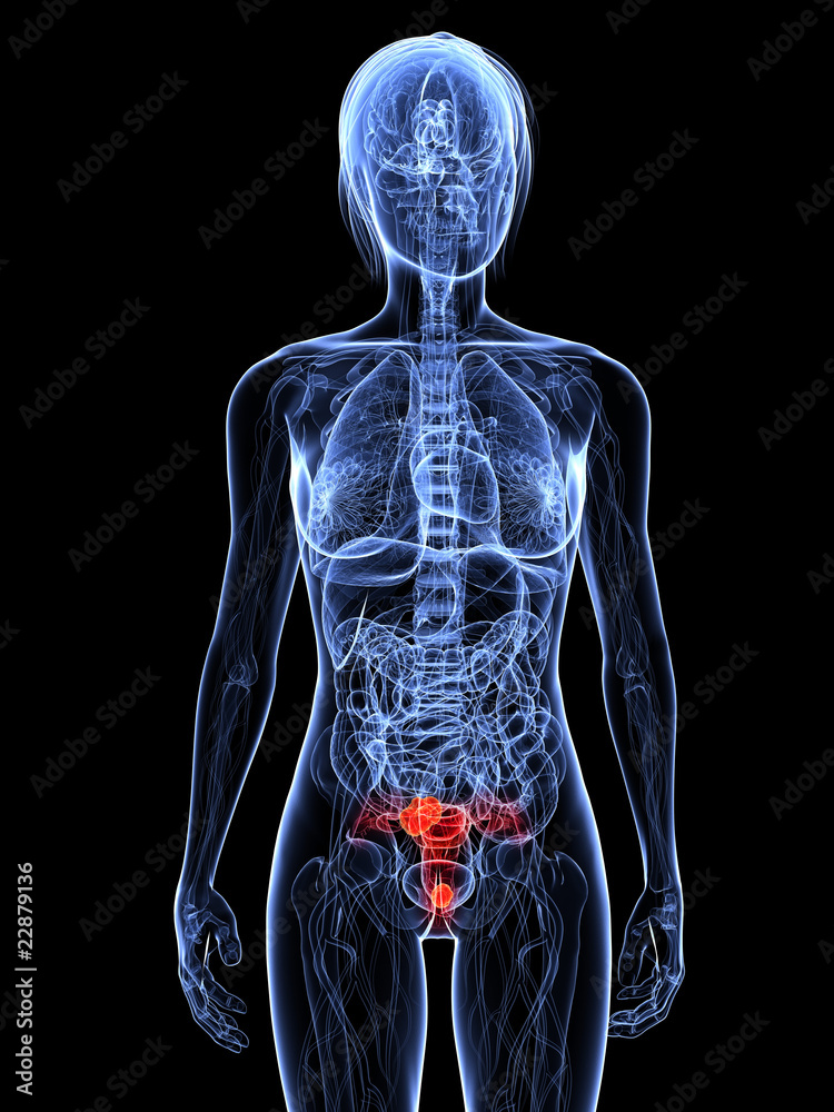 weibliche Anatomie mit markierter Gebärmutter weibliche Anatomie mit markierter Gebärmutter