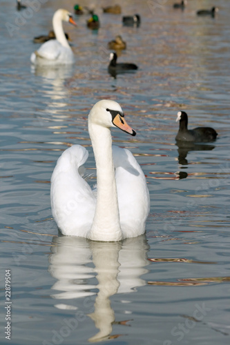 A white swan