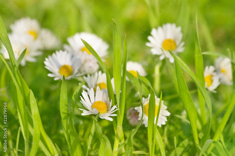 Beautiful daisies Beautiful daisies