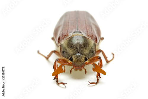 May-bug (tree beetle, Melontha Vulgaris) © Roman Ivaschenko