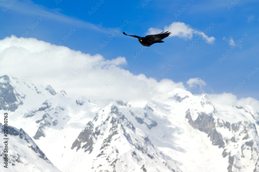 Alpine Chough (Pyrrhocorax graculus) Alpine Chough (Pyrrhocorax graculus)