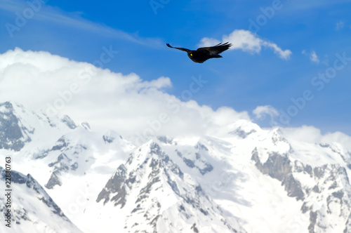 Alpine Chough (Pyrrhocorax graculus) © BSANI