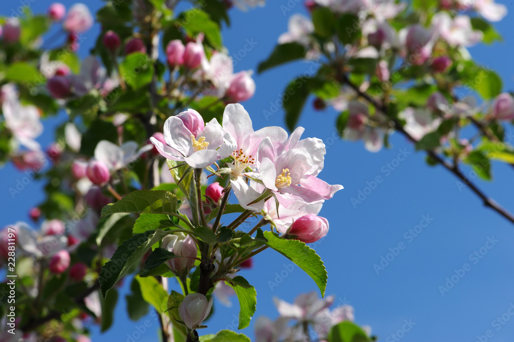 Obraz premium Frühling 137