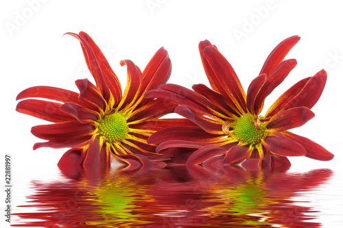 Blüten mit Wasserspiegelung