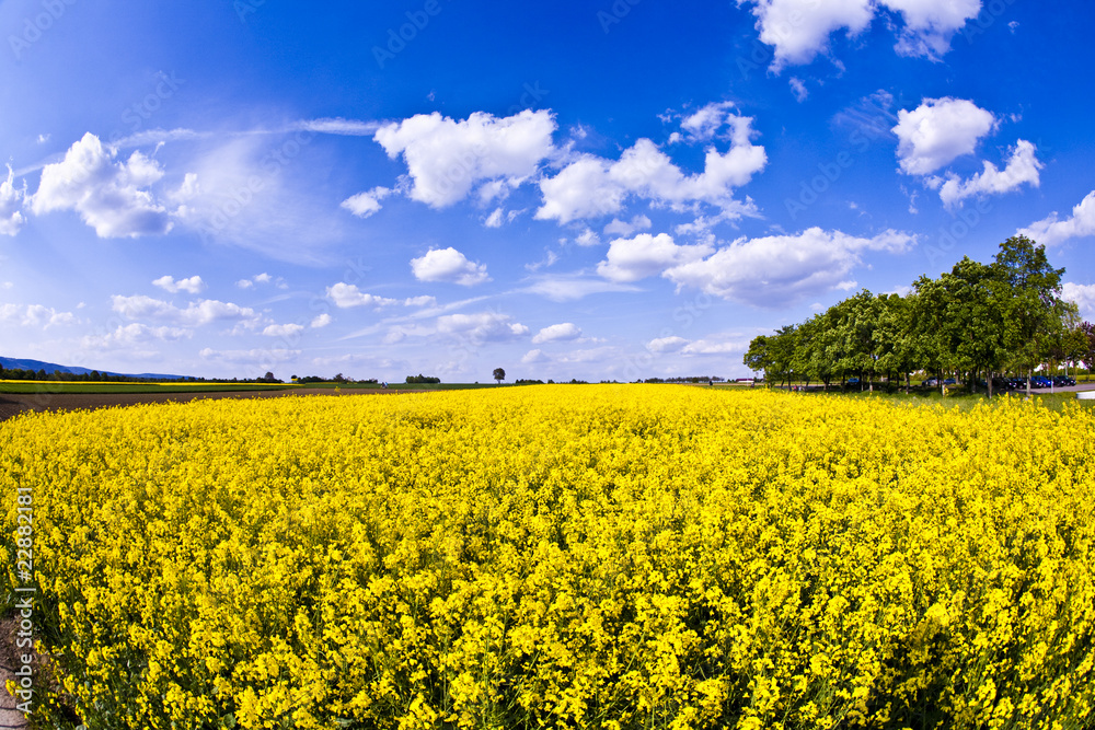 yellow rape field in spring yellow rape field in spring