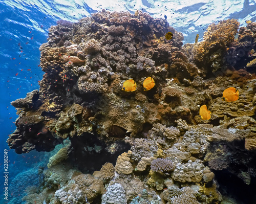 Coral scene - panorama