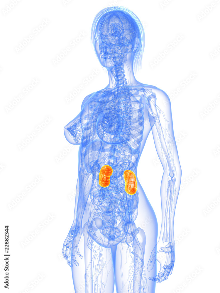 weibliche Anatomie mit markierten Nieren weibliche Anatomie mit markierten Nieren