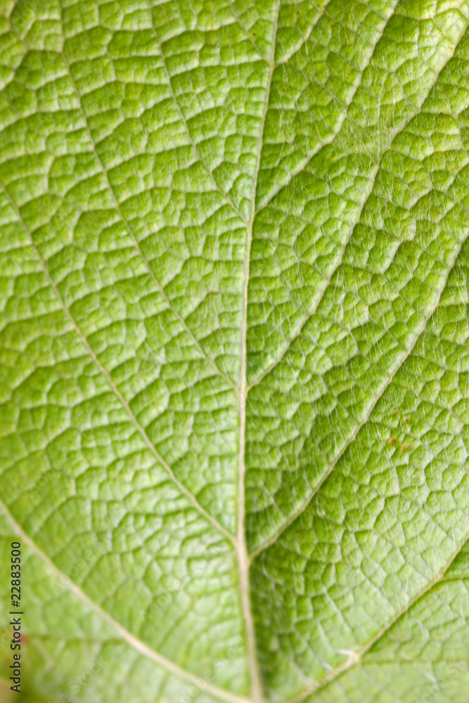 Green leaf background Green leaf background