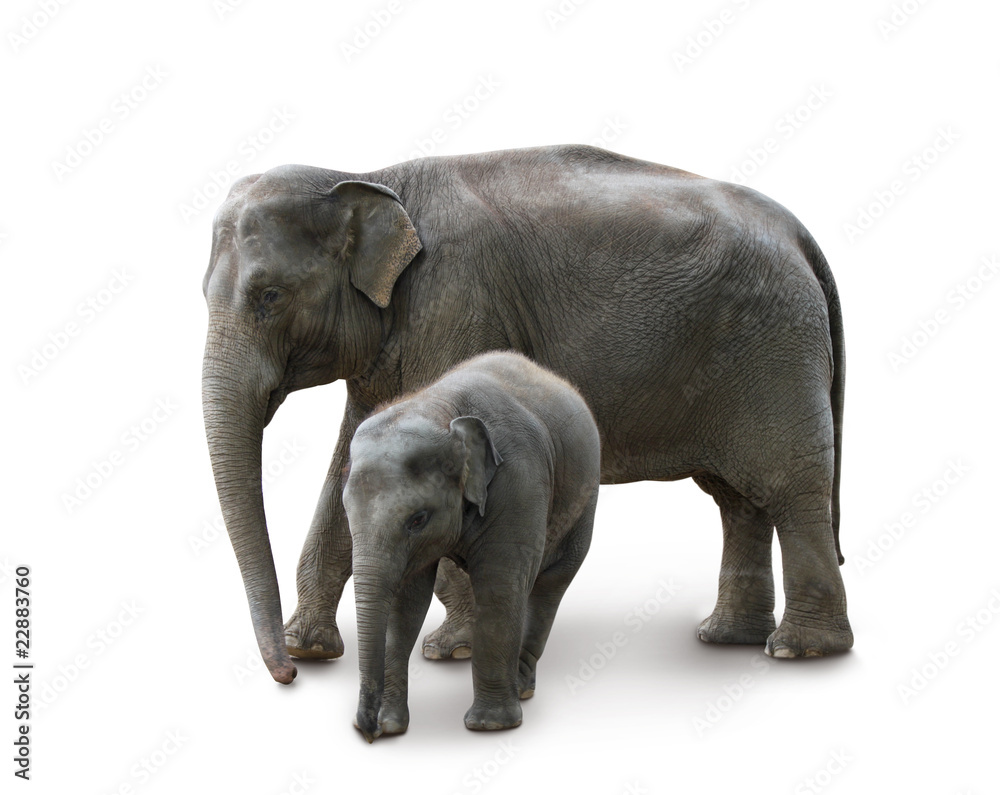 Elephants - mother and baby, isolated, path, shadow