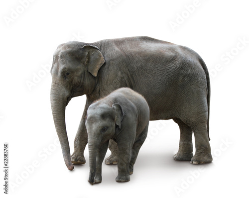 Elephants - mother and baby  isolated  path  shadow