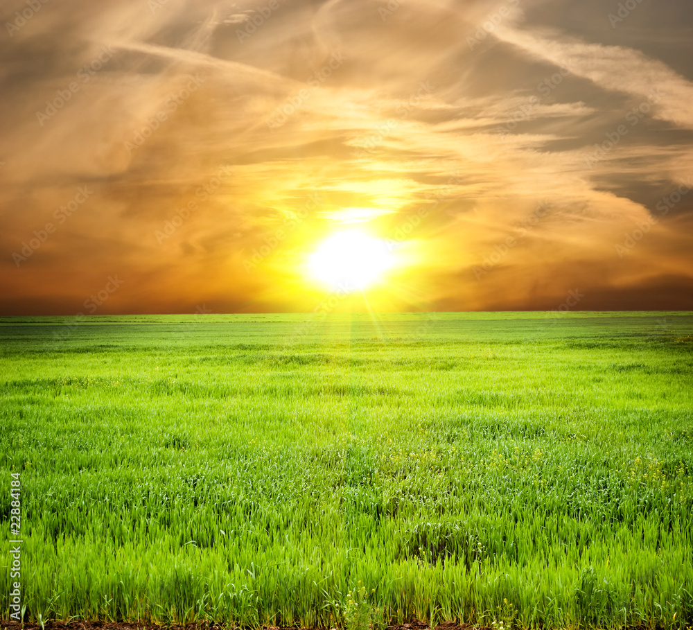 Field of a young green grass against a decline