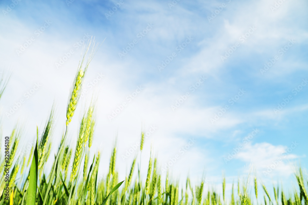 Fototapeta premium Wheat field, with copyspace