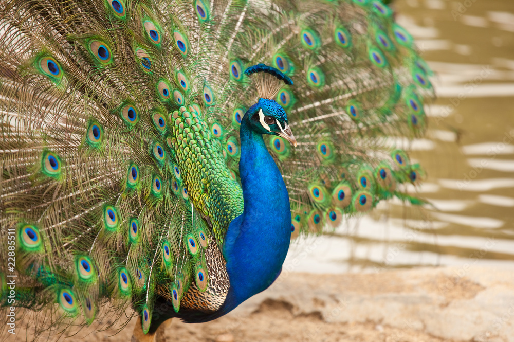 Obraz premium Impressive Peacock with Feathers Spread
