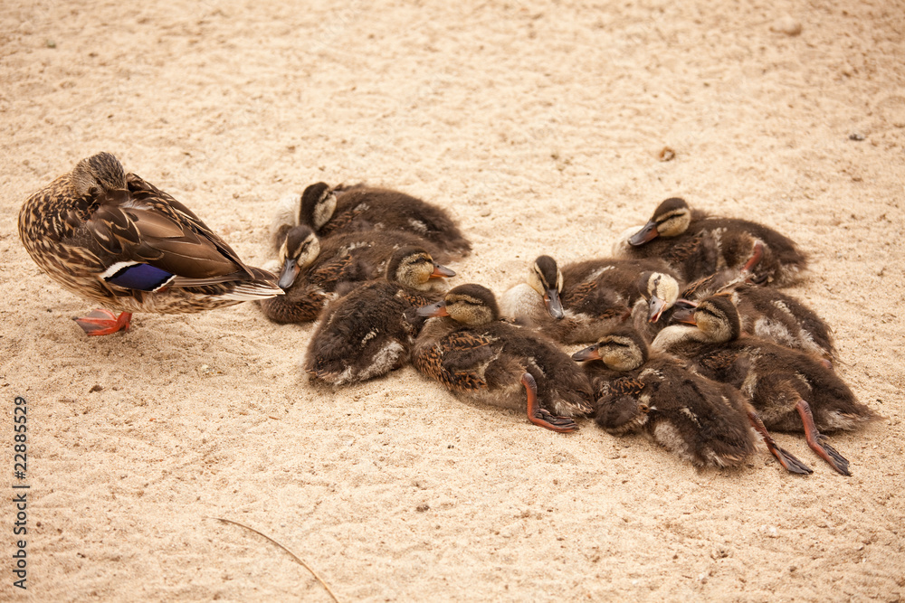 Obraz premium Mother Mallard Duck Rests with Ducklings