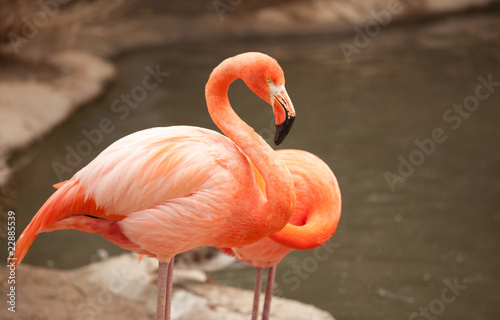 Beautiful Flamingo Couple Rest © Andy Dean