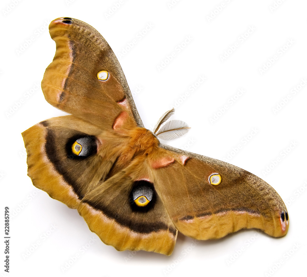 Naklejka premium Polyphemus Moth