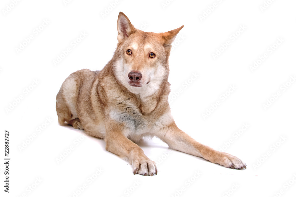front view of a saarloos wolfhound, saarloos wolf dog