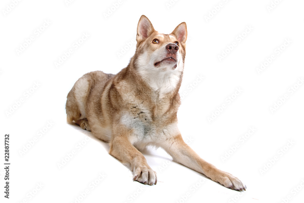 resting saarloos wolfhound, saarloos wolf dog
