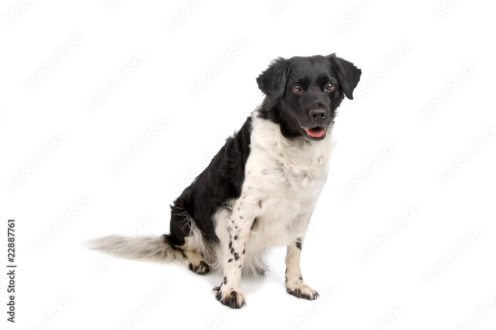 Obraz premium front view of a stabyhoun dog resting