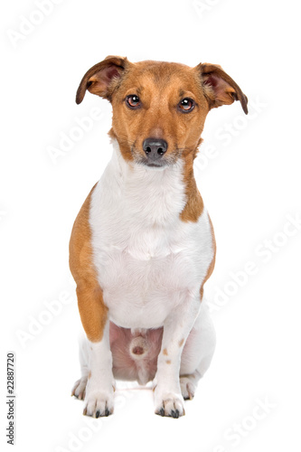 jack russel terrier dog looking at camera © Erik Lam