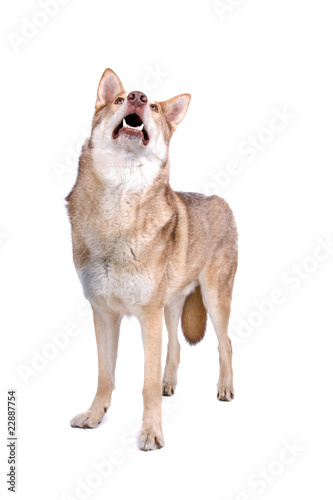 Saarloos Wolfhound or Saarloos Wolf Dog  on white