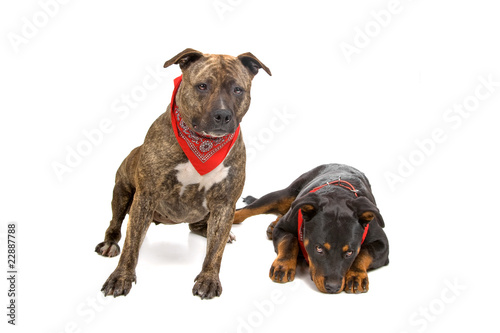 front view of an american stafford and a rottweiler puppy