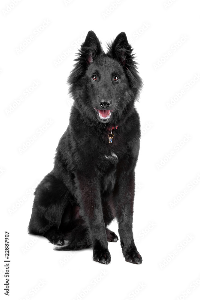 belgian shepherd dog (groenendaeler) belgian shepherd dog (groenendaeler)