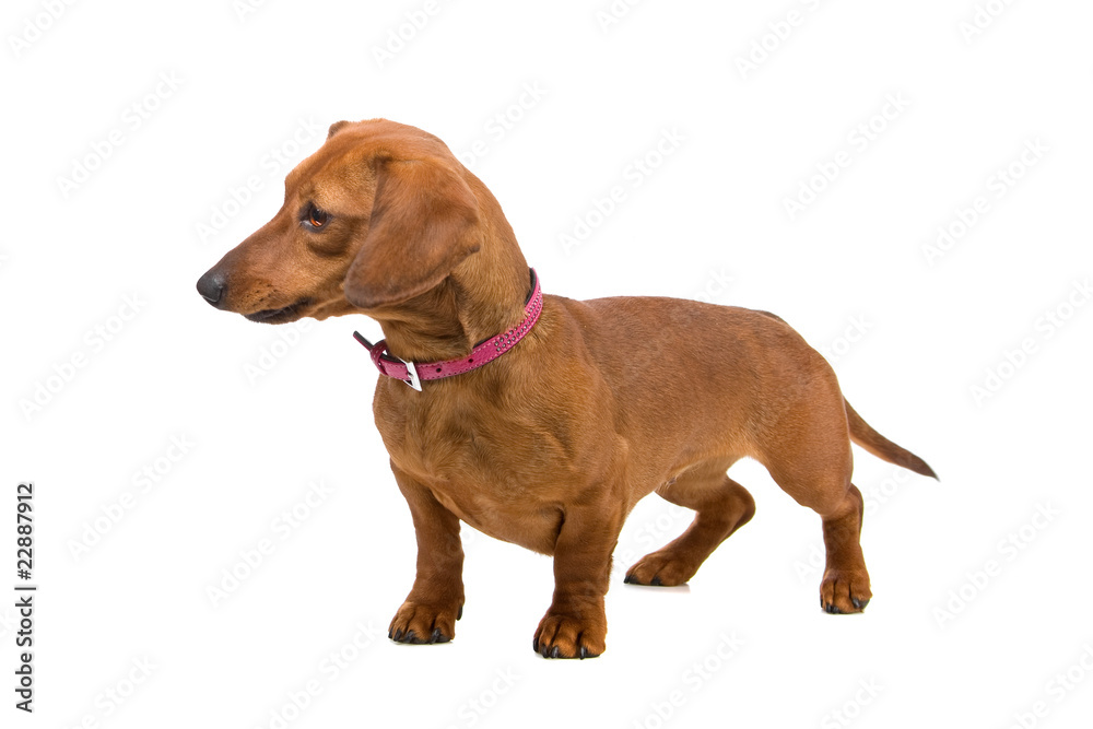 short haired Dachshund isolated on a white background