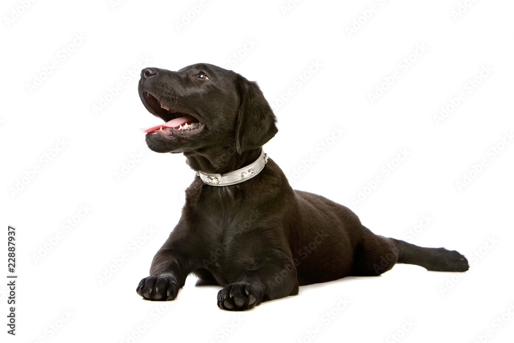 joyful black labrador retriever puppy