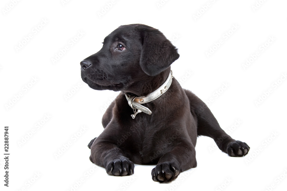 black labrador retriever puppy isolated on a white background black labrador retriever puppy isolated on a white background