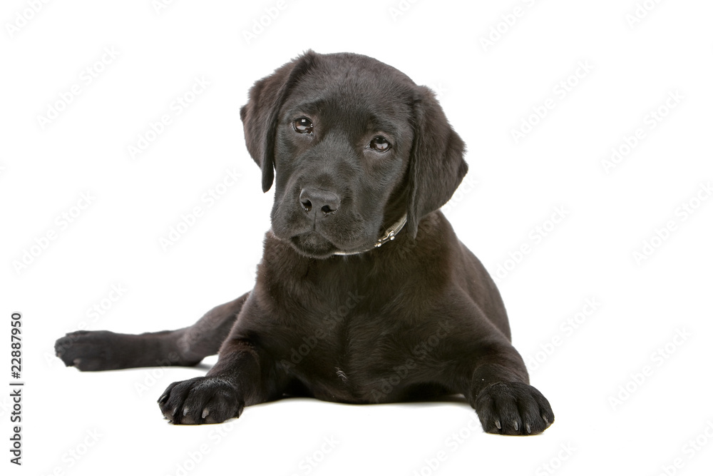 front view of a lying black labrador retriever puppy