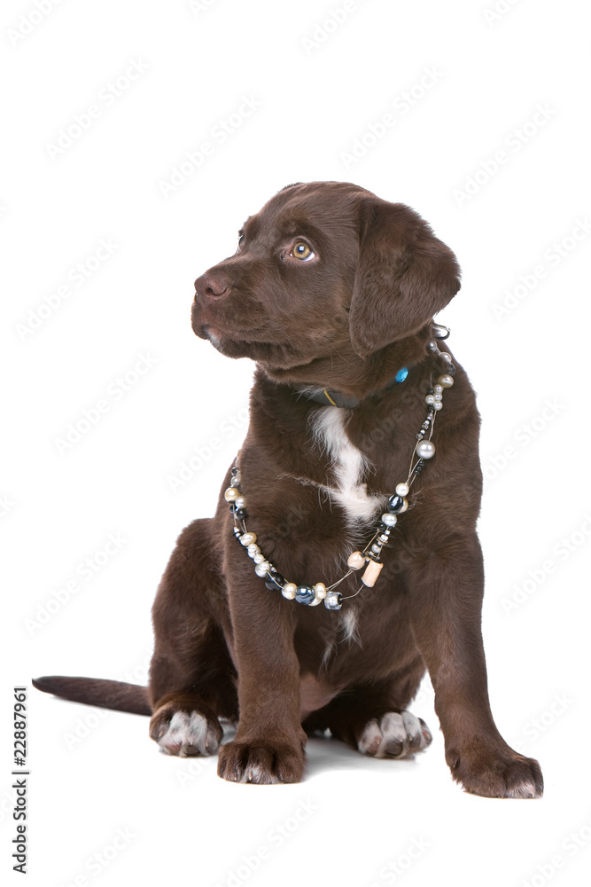 chocolate labrador retriever puppy wearing necklace