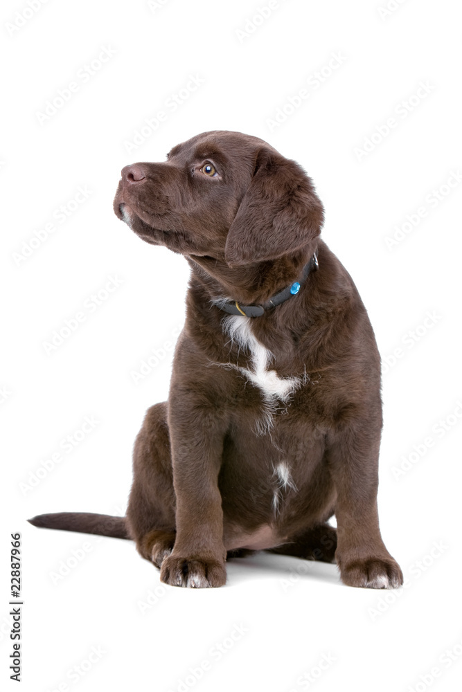 chocolate labrador retriever puppy chocolate labrador retriever puppy