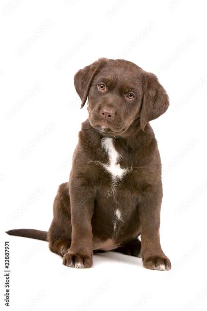 mixed breed puppy dog. chocolate labrador/Frisian Staby
