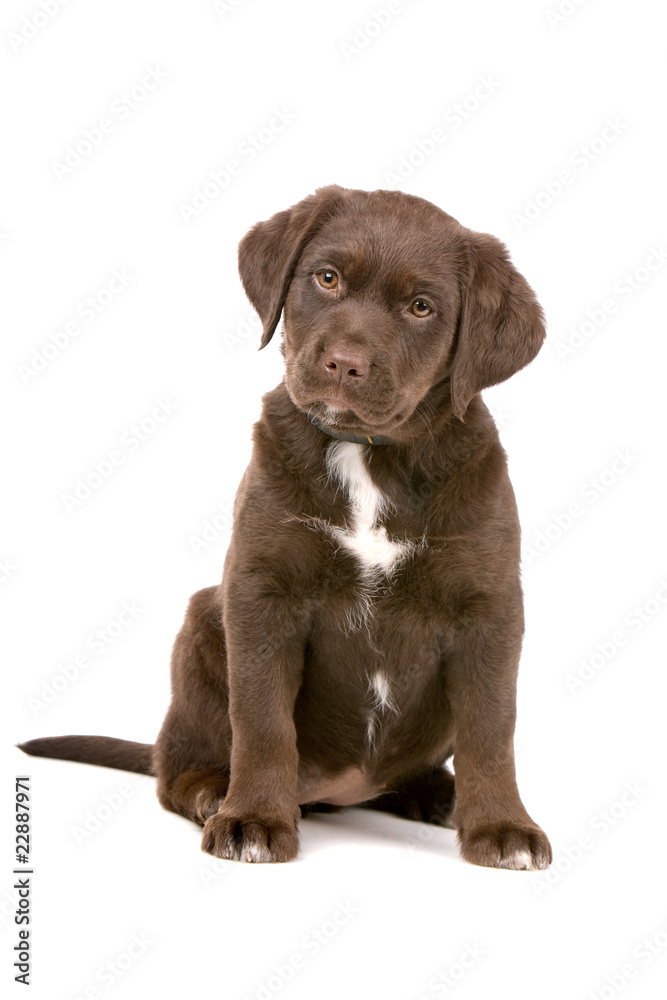 mixed breed puppy dog. chocolate labrador/Frisian Staby mixed breed puppy dog. chocolate labrador/Frisian Staby
