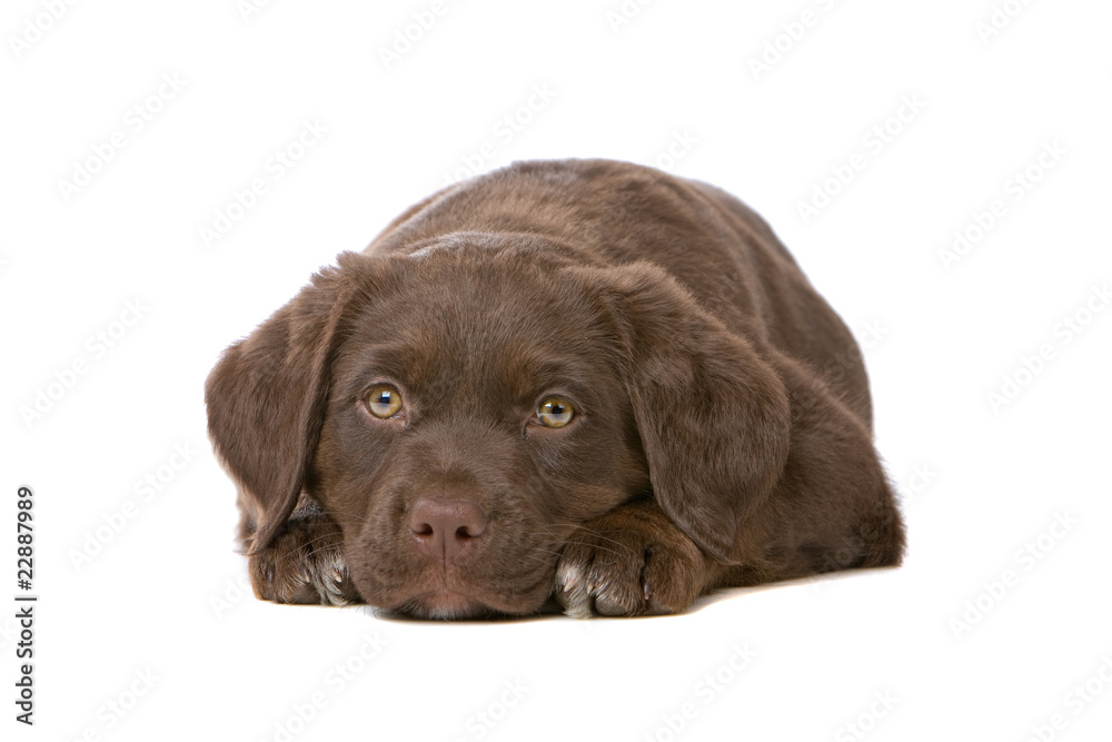 chocolate retriever puppy isolated on a white background chocolate retriever puppy isolated on a white background