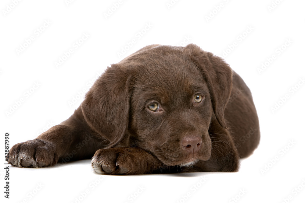 resting chocolate retriever puppy